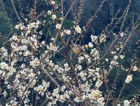 冠羽畫眉
