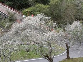 梅花