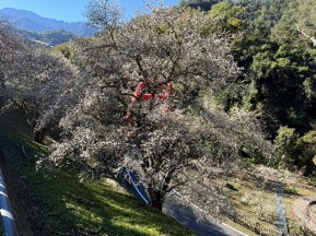 梅花