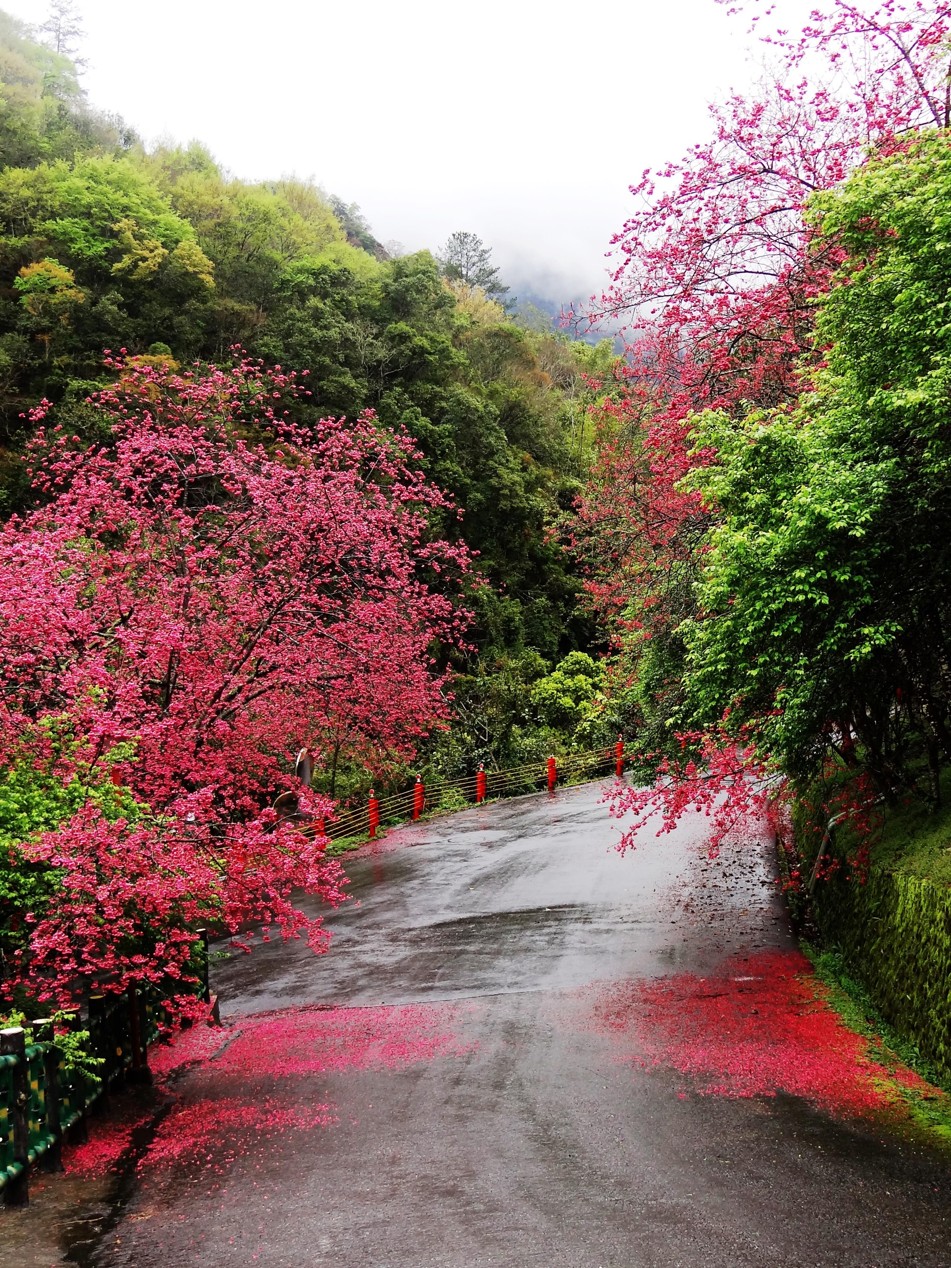 櫻花
