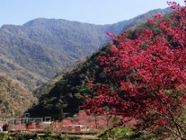 櫻花