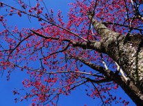 櫻花