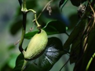 臺灣牛奶菜