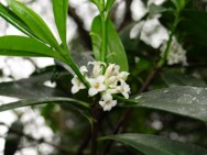 白花瑞香