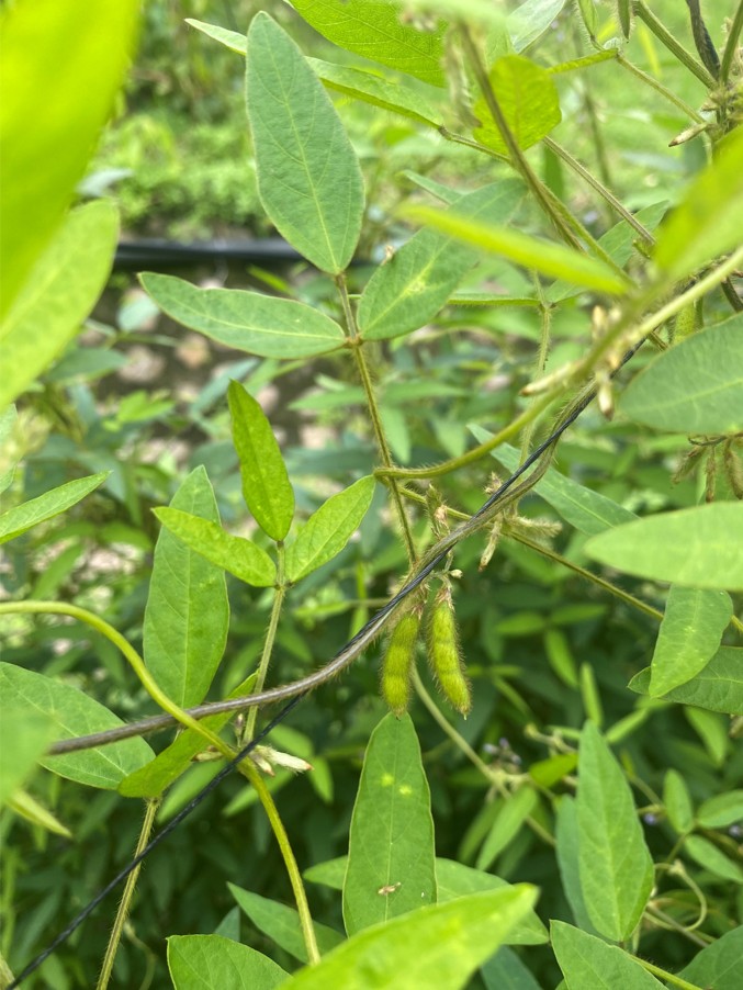 葉